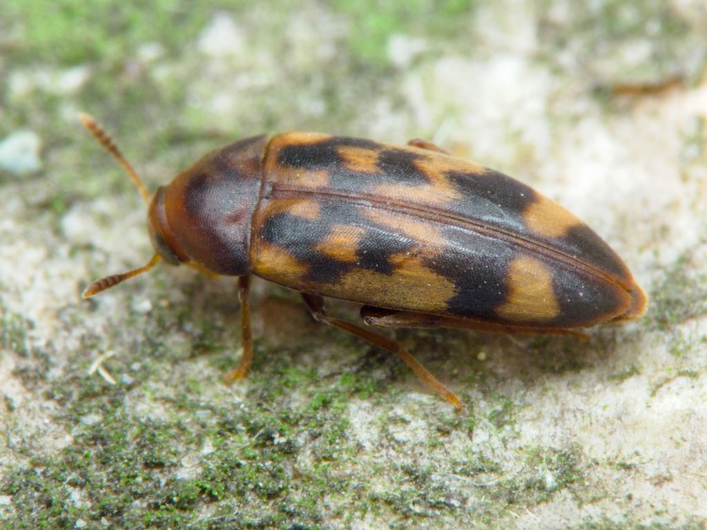 Orchesia undulata Kraatz, 1853